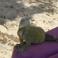 curacao_nude_2018_20